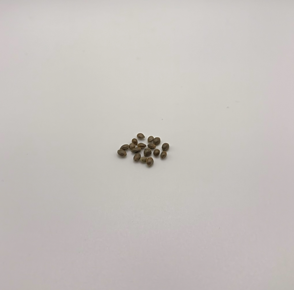 Feminized Afghani seeds
