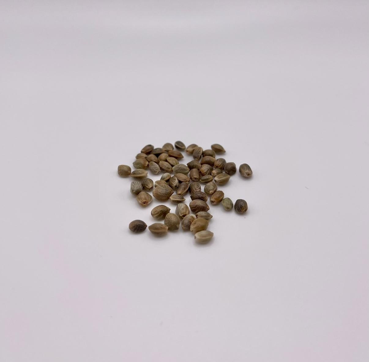 Afghani seeds regular