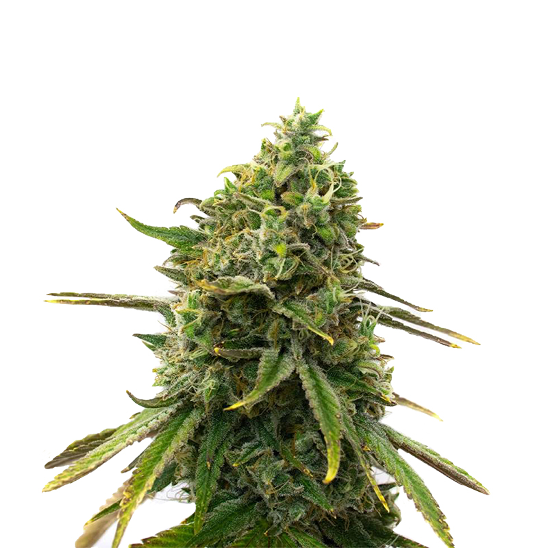 CBD Flowers