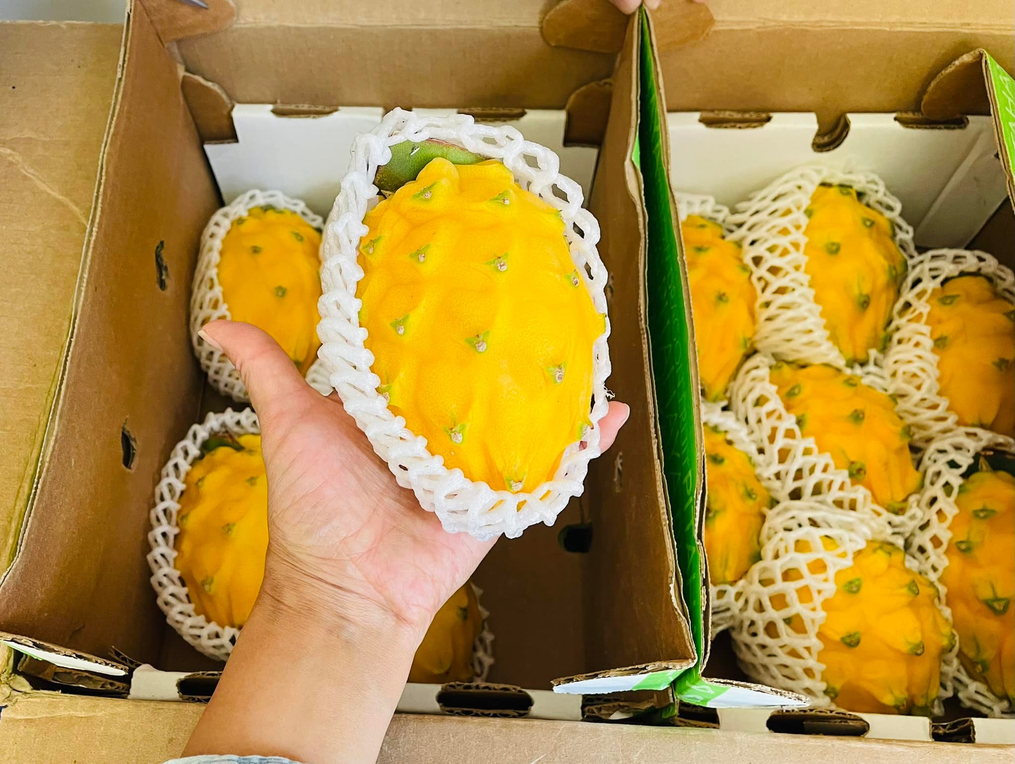 Pitahaya amarrilla