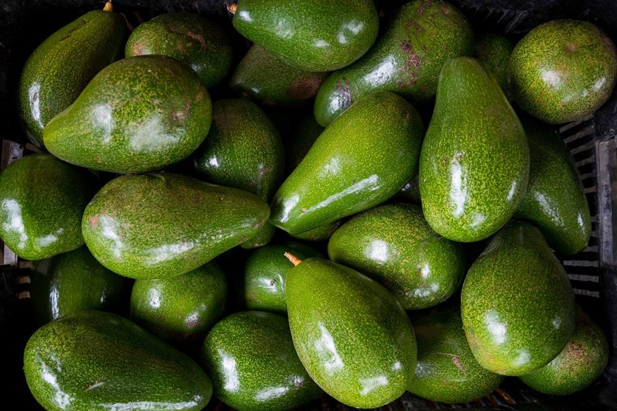 Aguacate