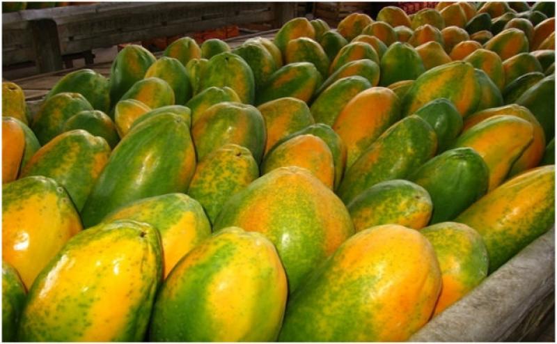 Papaya