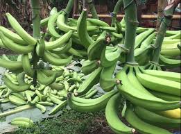 Platano barraganete