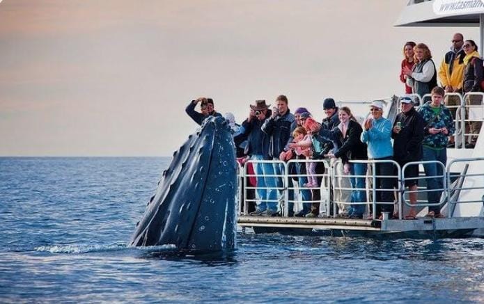 Whale watching in Hermanus