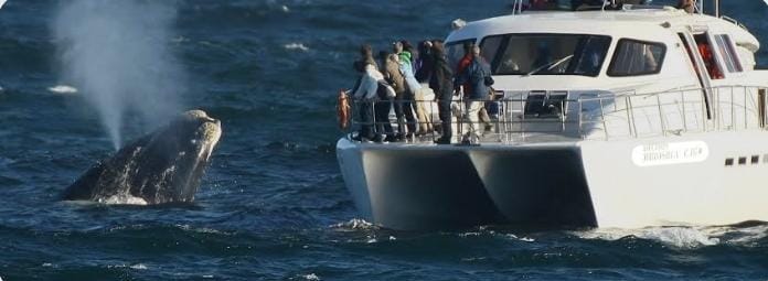 Whale watching in Hermanus