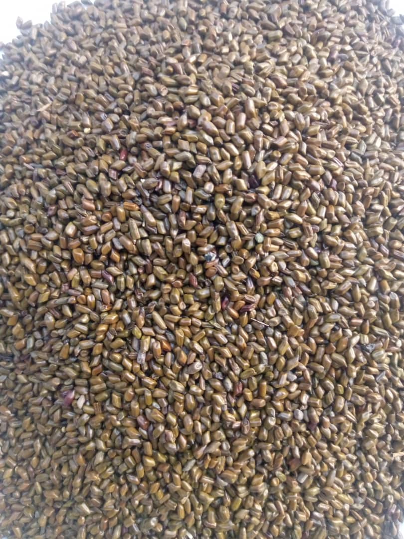 Cassia Tora seeds