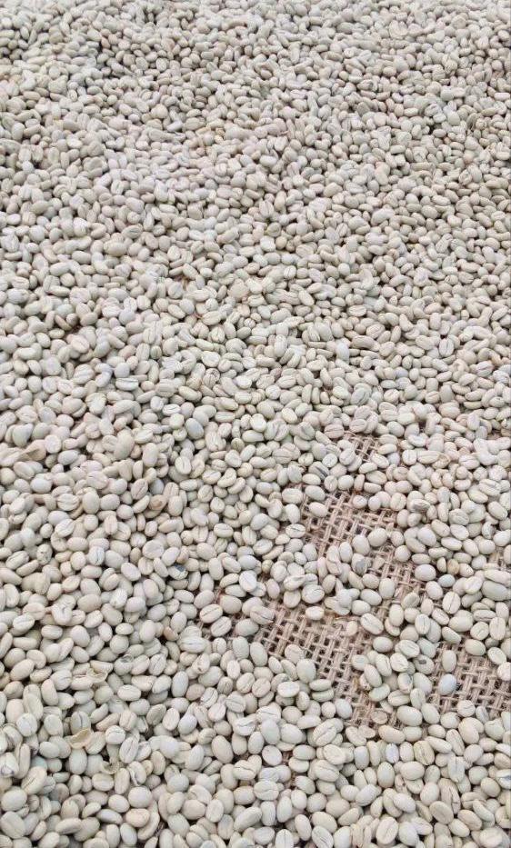 Sidama Grade 1 Green Coffee Beans