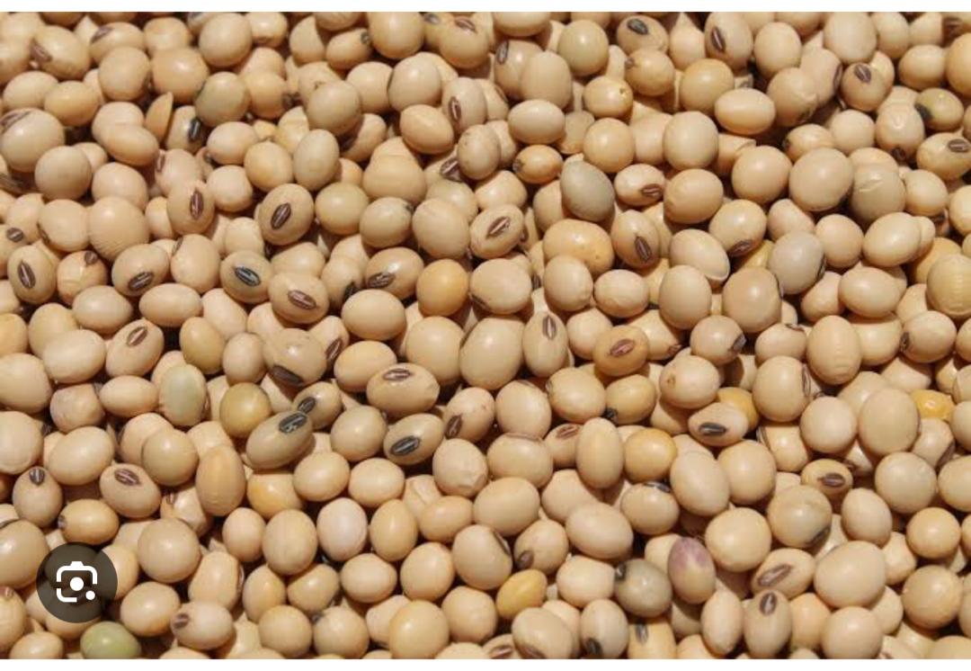 Soy Beans