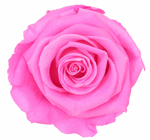 Preserved Roses color Barbie