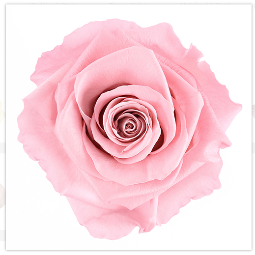 Preserved Roses Antique Pink