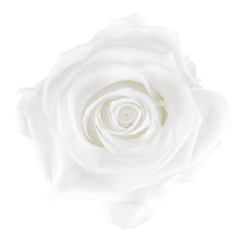Preserved Roses Alpine Snow
