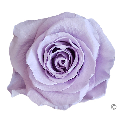 Preserved Roses Frosty Amethyst
