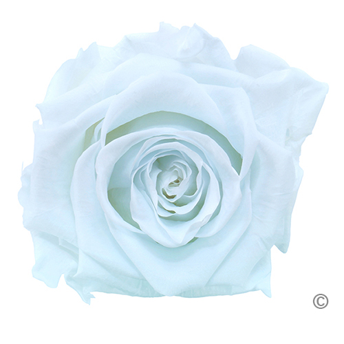 Preserved Roses Baby Light Blue