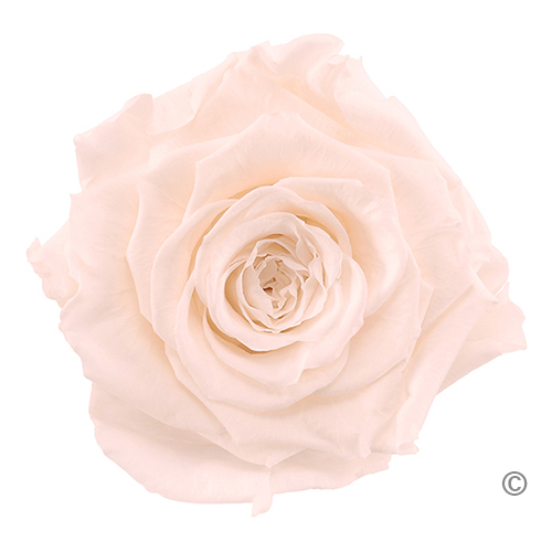 Preserved Roses Baby Light Peach