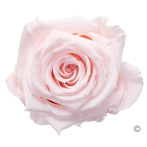 Preserved Roses Baby Light Pink