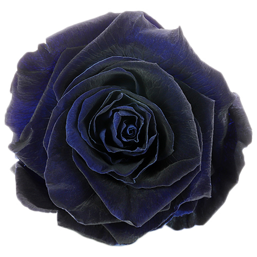 Preserved Rose Velvet Purple