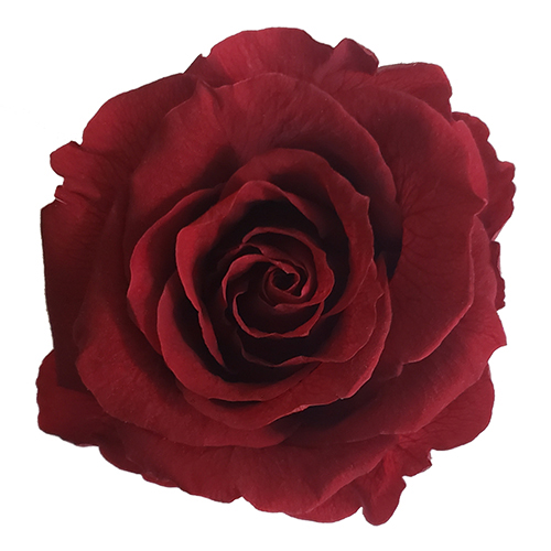 Preserved Rose Bordeaux