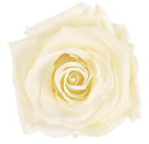 Preserved Rose Champagne