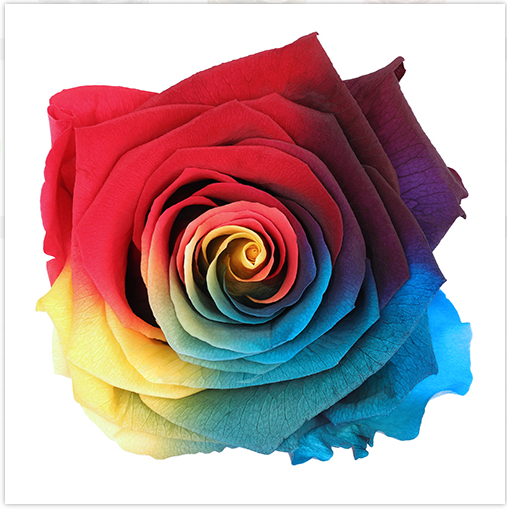 Preserved Rose Dark Tie-Dye
