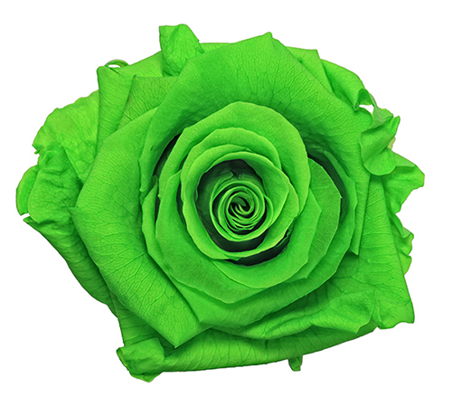 Preserved Rose Green Lime