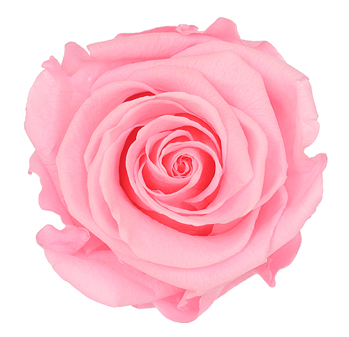 Preserved Rose Light Pink