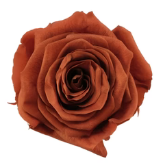Preserved Rose Oak Brown