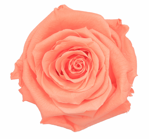 Preserved Rose Peach