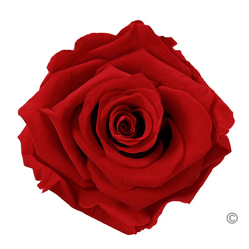 Preserved Rose Red One