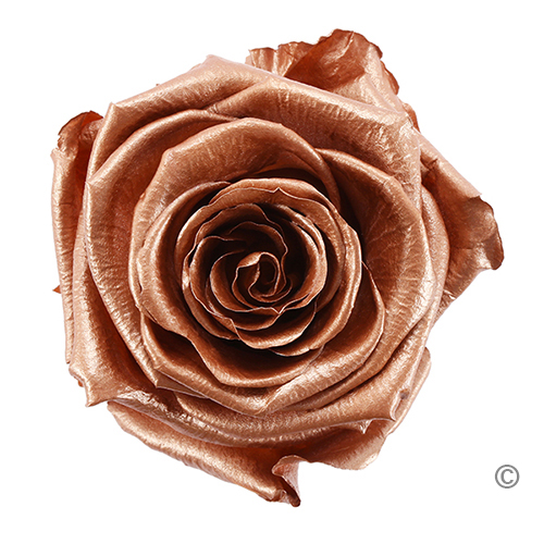 Preserved Rose, Rose Gold