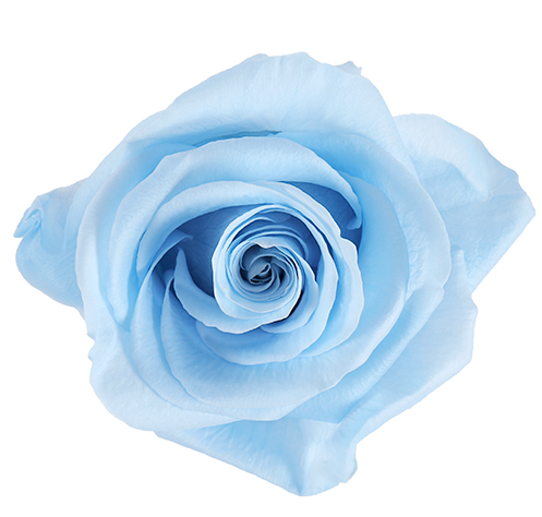 Preserved Rose Skyline Blue
