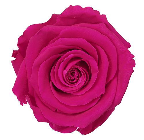 Preserved Rose Hot Pink