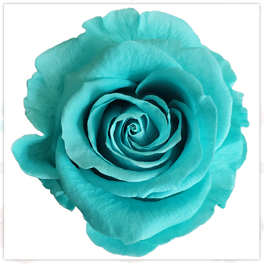 Preserved Rose Miami Blue
