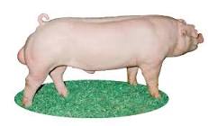 Pork, Onion and Cabbage