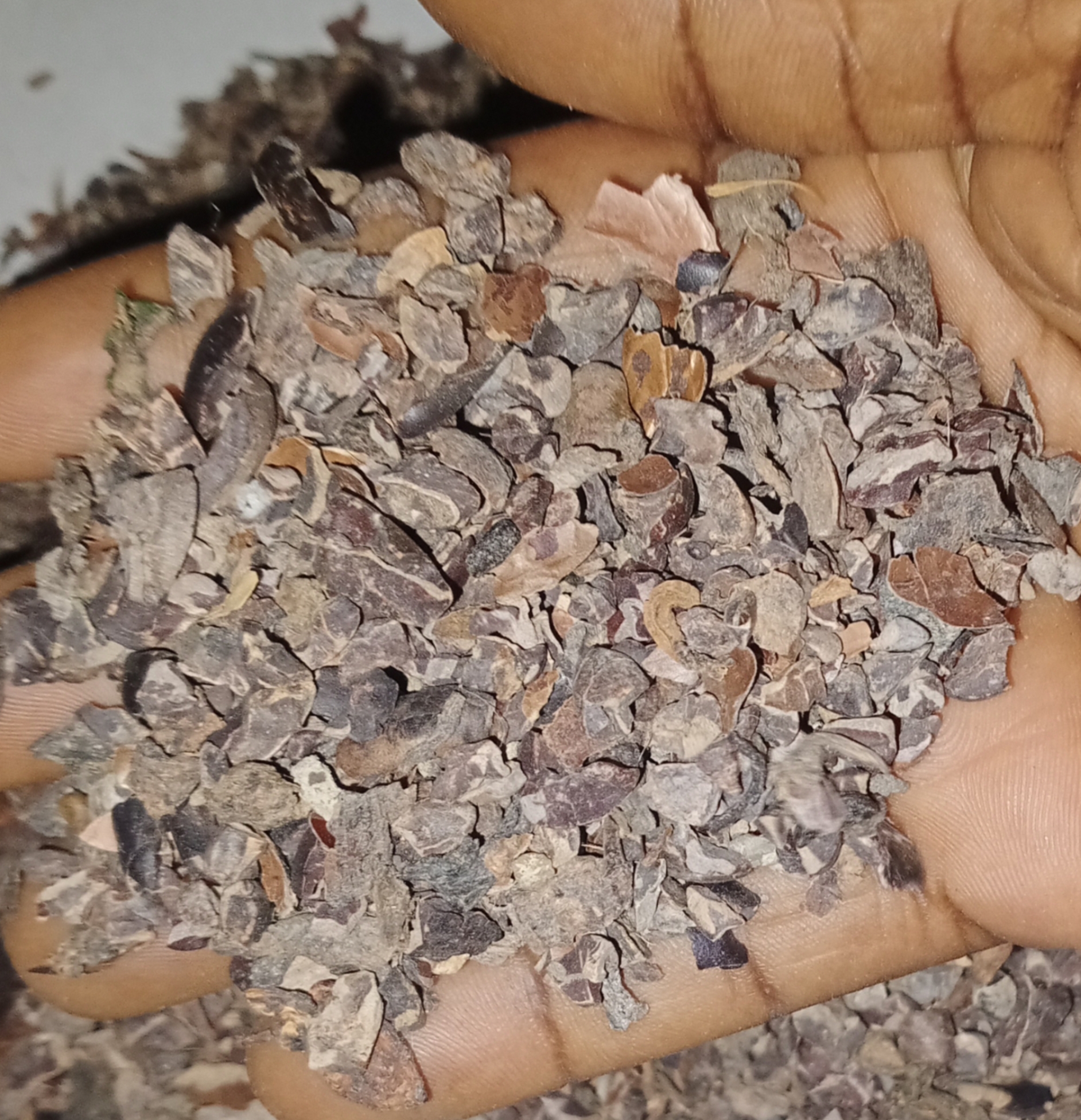 Cocoa nibs