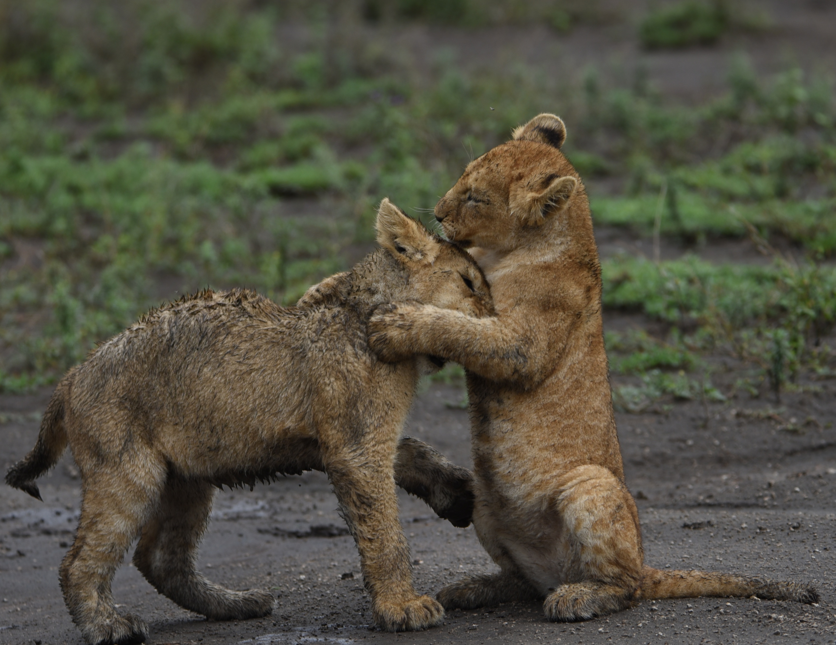2-Day Tarangire & Ngorongoro Crater Safari in Tanzania