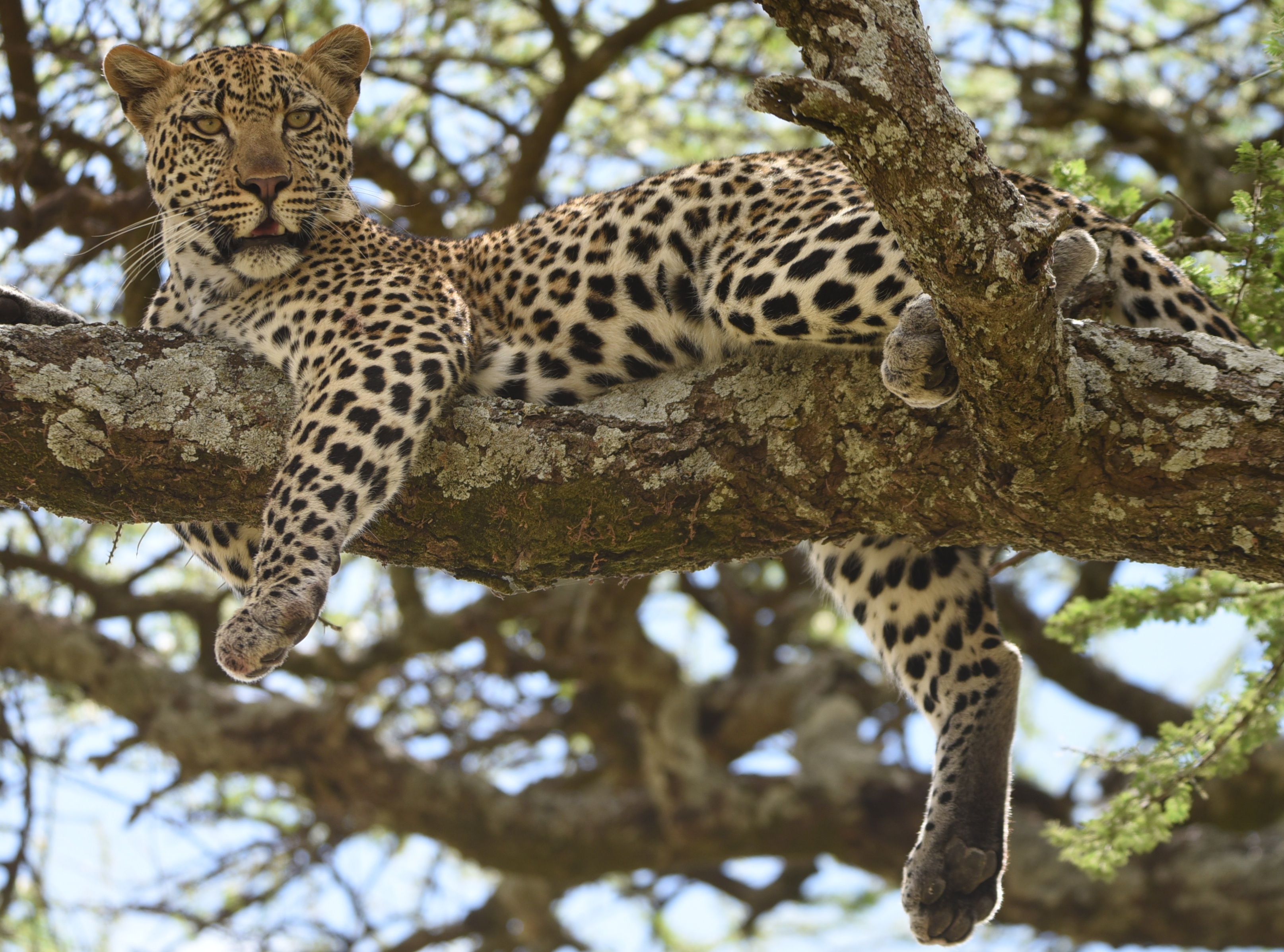 4-Day Tarangire, Serengeti & Ngorongoro Crater Safari