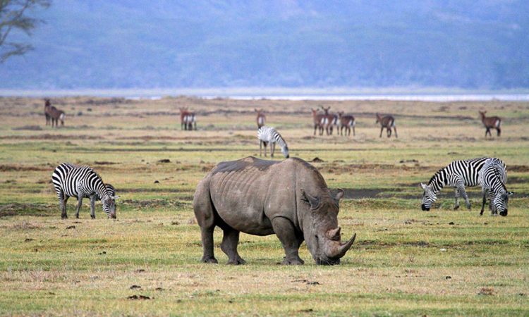6-Day Ndutu Migration Safari – Tarangire, Ndutu, Serengeti & Ngorongoro Crater