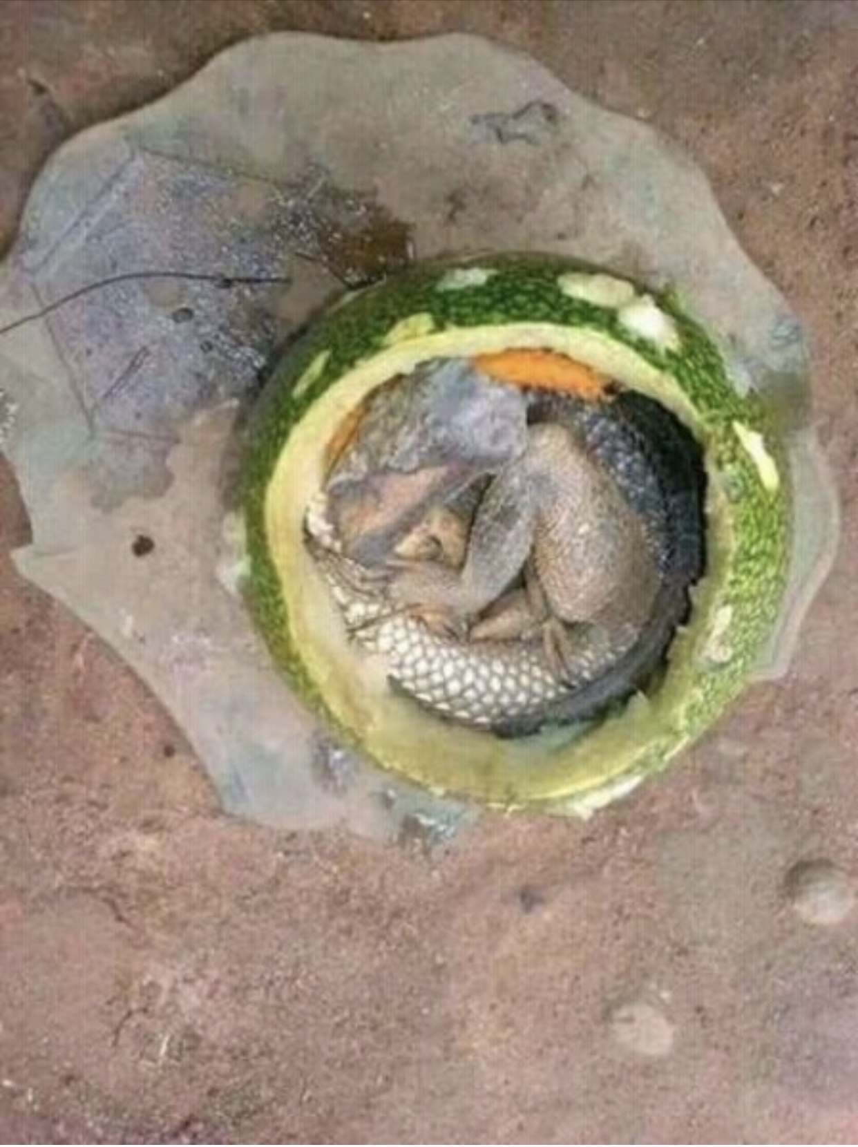 The most spiritual powerful herbalist in Nigeria 09059208421