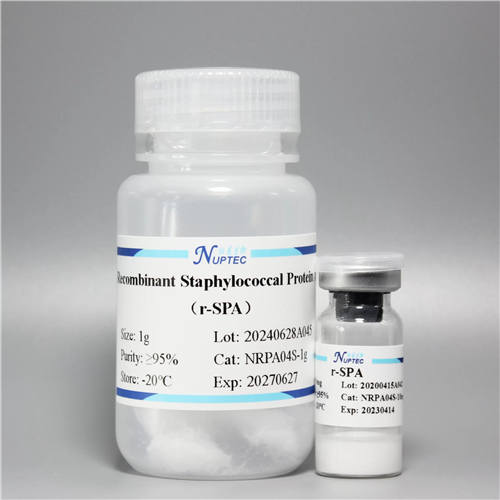 Recombinant Staphylococcal Protein A