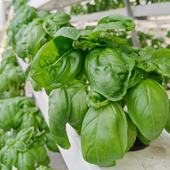 Customized vegetable pvc pipe hydroponic grow system kit indoor aeroponic vertical farming nft channel hydroponics system Discount Wholesale Production