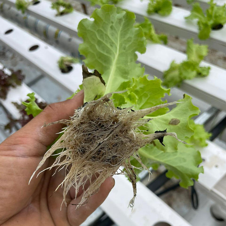 NFT greenhouse hydroponic system required for hydroponic plant cultivation in lettuce farms