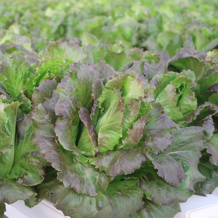 Single span greenhouse agriculture NFT plastic can NFT simple hydroponic system for letter High-Volume Manufacturing
