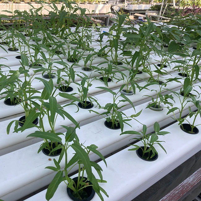 Wholesale letter growing hydroponic equipment PVC growth tube 10x5cm plastic tube 4x2 inch PVC NFT channel hydroponic culture China Wholesale Factory Outlet