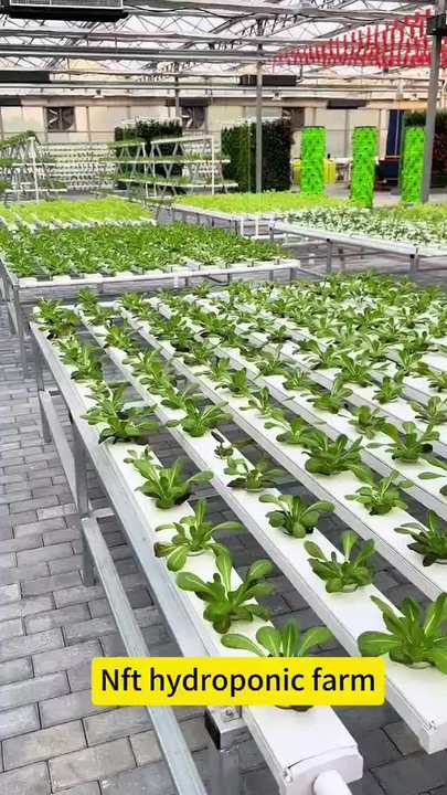 cultivation planting lettuce Horizontal Type Greenhouse Hydroponic System PVC NFT Channel for Planting leafy vegetables