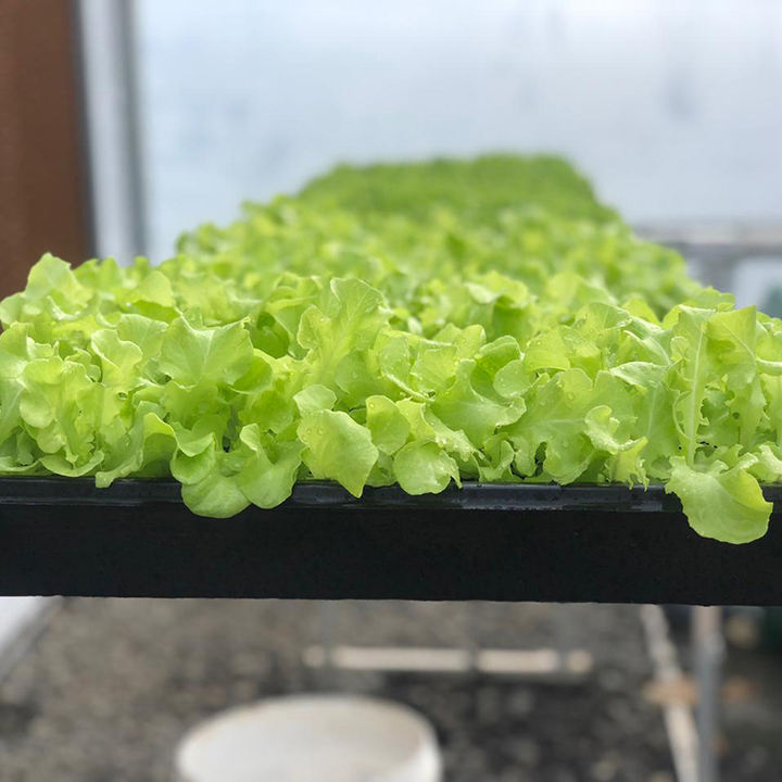 different square planting center soilless nft lettuce hydroponic  set up growing system