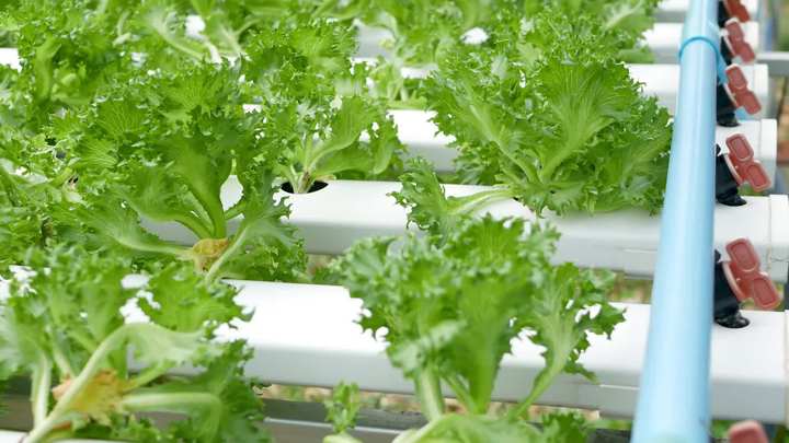 large commercial indoor tomato garden nft channel hydroponics lettuce container square pvc pipes plant hydroponic systems