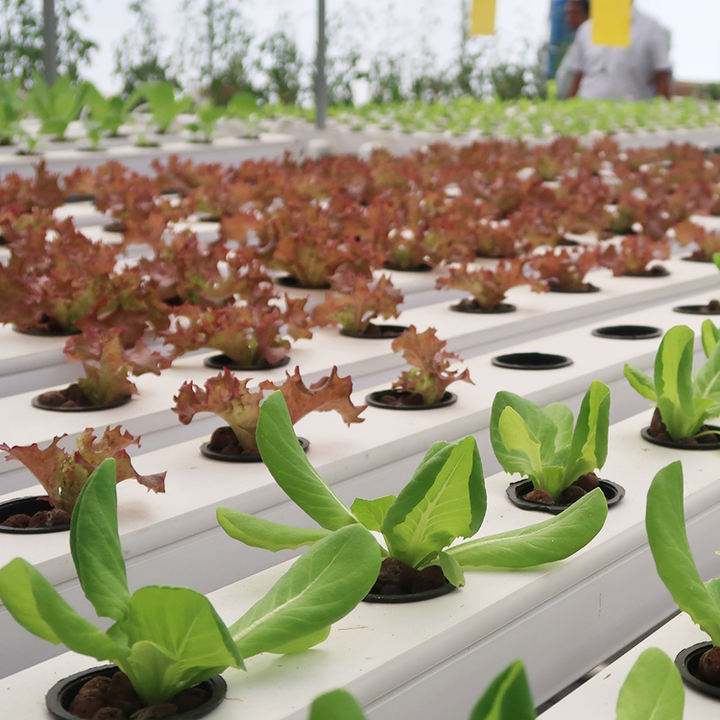Lettuce growing nft channels hydroponic indoor complete aeroponics vertical hydroponics grow system kit for planting Manufacturing & Supply Trade