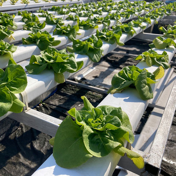 Lettuce plant nft hydroponic system grow aeroponics kit pvc tube smart farm layflat hose 50mm nft channel hydroponics system Mass Market Wholesale Customization