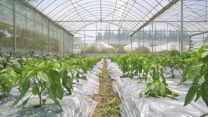 8x30m Agriculture Tomato Greenhouse Frames Plastic Film Single Span Tunnel Greenhouses