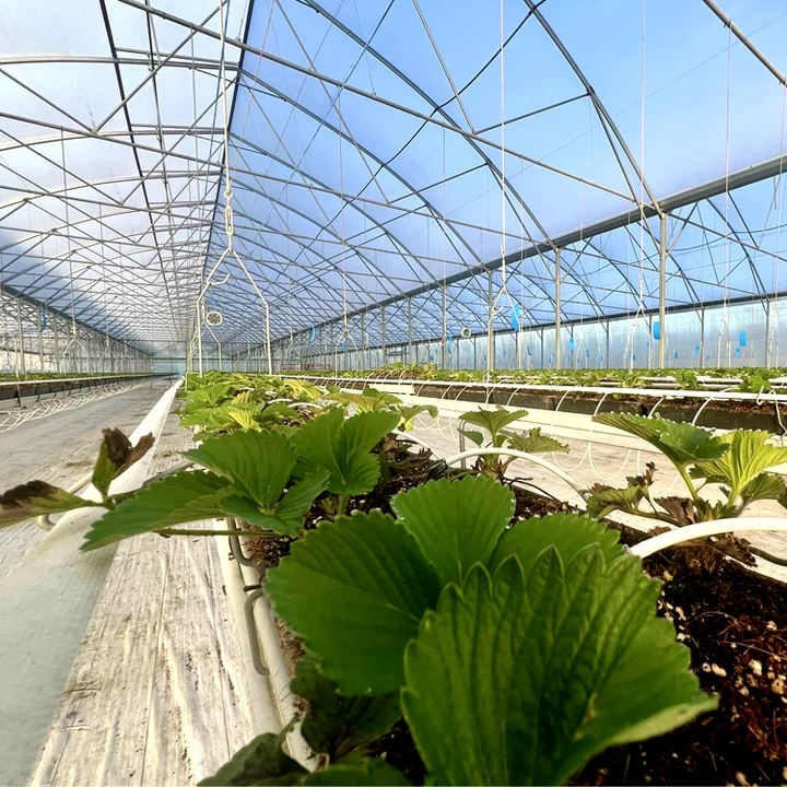 Agricultural Commercial Fruits Drying Single Tunnel Small Solar Heater Greenhouse Solar Dryer Polycarbonate Greenhouse